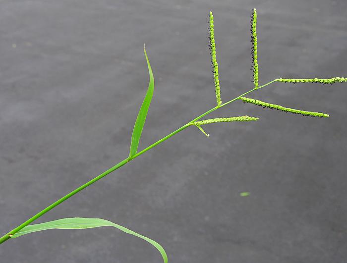 Paspalum_pubiflorum_plant.jpg