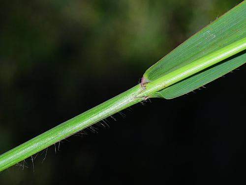 Paspalum_pubiflorum_sheath.jpg