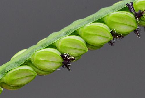 Paspalum_pubiflorum_spikelets.jpg