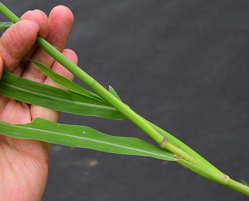 Paspalum_pubiflorum_stem.jpg