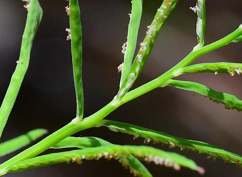 Paspalum_repens_axis.jpg