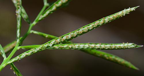 Paspalum_repens_branch.jpg