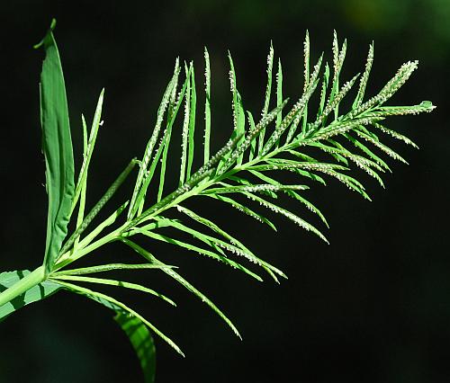 Paspalum_repens_inflorescence.jpg