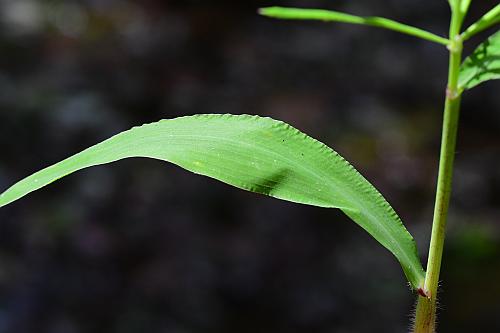 Paspalum_repens_leaf1.jpg