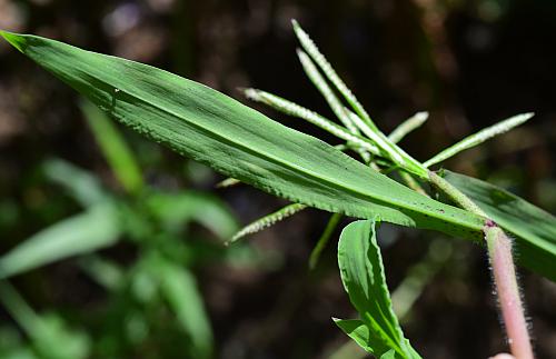 Paspalum_repens_leaf2.jpg