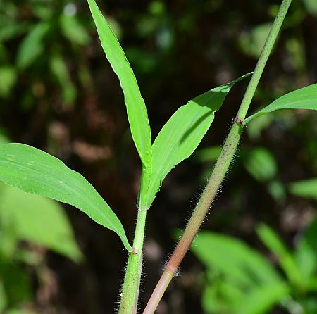 Paspalum_repens_leaves.jpg