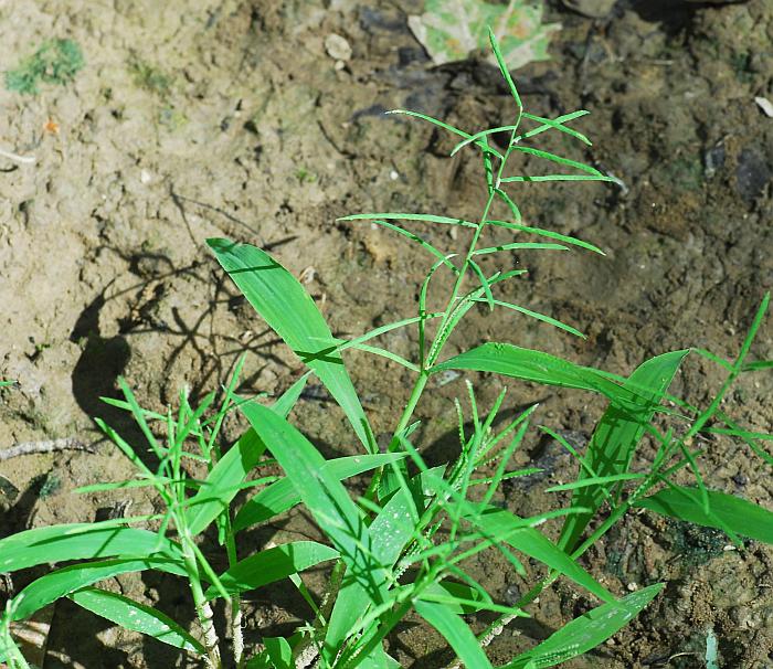 Paspalum_repens_plant.jpg