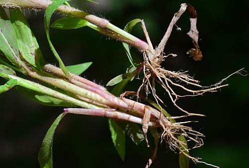 Paspalum_repens_roots.jpg