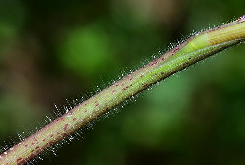 Paspalum_repens_sheath.jpg