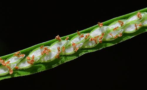 Paspalum_repens_spikelets.jpg