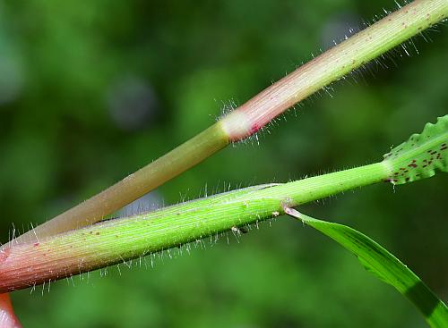 Paspalum_repens_stem.jpg