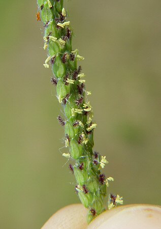 Paspalum_urvillei_flowers.jpg