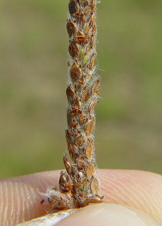 Paspalum_urvillei_fruits.jpg