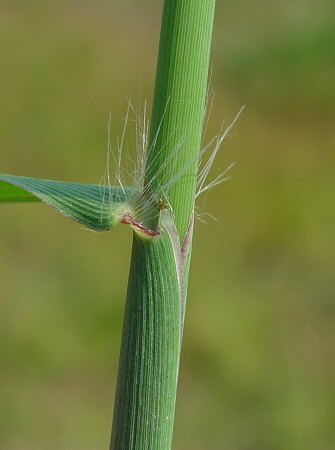 Paspalum_urvillei_leaf_base.jpg