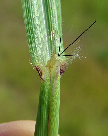 Paspalum_urvillei_ligule.jpg