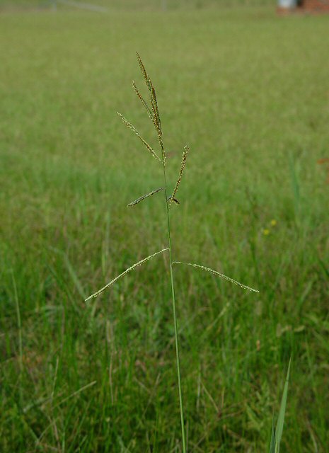 Paspalum_urvillei_plant.jpg