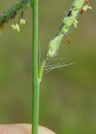 Paspalum_urvillei_raceme_base.jpg