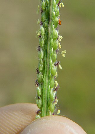 Paspalum_urvillei_rachis.jpg