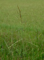 Paspalum urvillei thumbnail