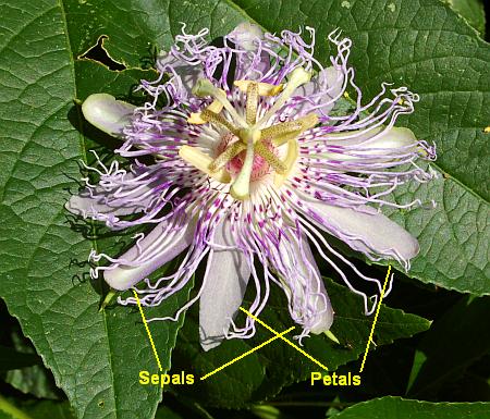 Passiflora_incarnata_flower2.jpg