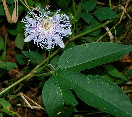 Passiflora_incarnata_inflorescence.jpg