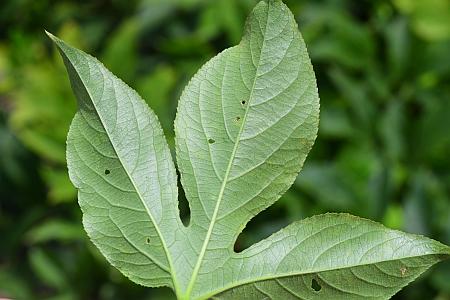 Passiflora_incarnata_leaf2.jpg