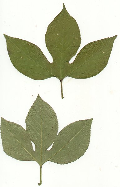 Passiflora_incarnata_pressed_leaves.jpg