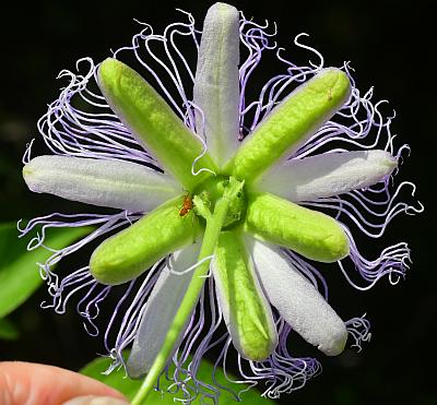 Passiflora_incarnata_sepals2.jpg