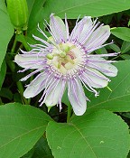 Passiflora incarnata thumbnail