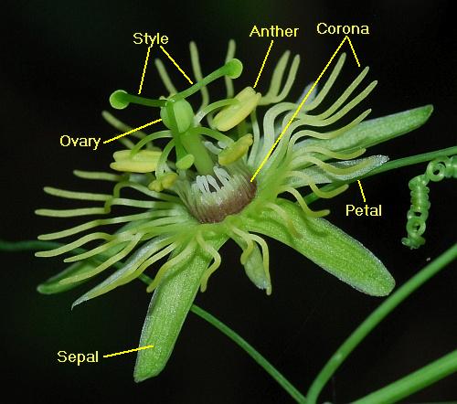 Passiflora_lutea_diagram.jpg