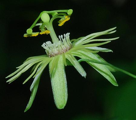 Passiflora_lutea_flower.jpg