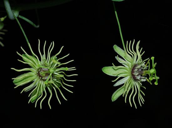 Passiflora_lutea_flowers.jpg