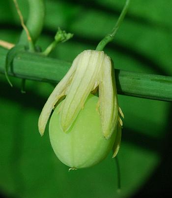 Passiflora_lutea_fruit.jpg