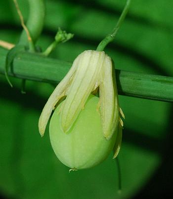 Passiflora_lutea_fruit.jpg