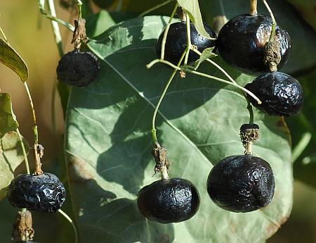 Passiflora_lutea_fruits2.jpg