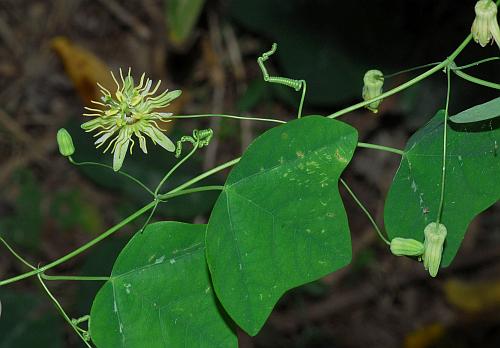 Passiflora_lutea_inflorescence.jpg