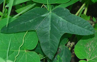 Passiflora_lutea_leaf1a.jpg