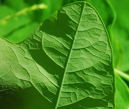 Passiflora_lutea_leaf2.jpg