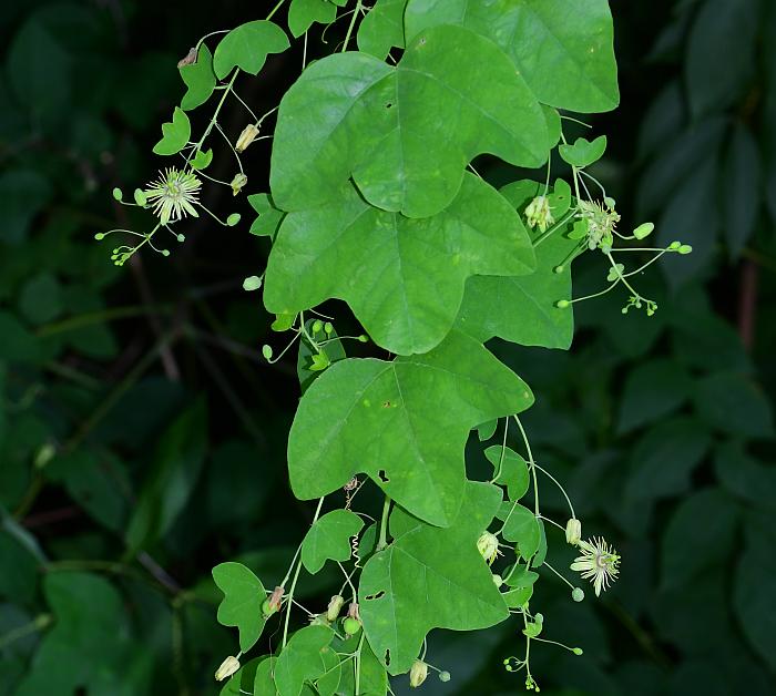 Passiflora_lutea_plant.jpg