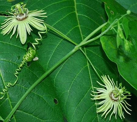 Passiflora_lutea_stem.jpg