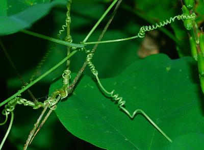 Passiflora_lutea_tendrils.jpg