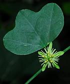 Passiflora lutea thumbnail