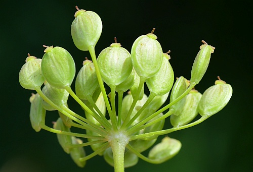 Pastinaca_sativa_fruits.jpg