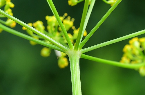 Pastinaca_sativa_involucre.jpg