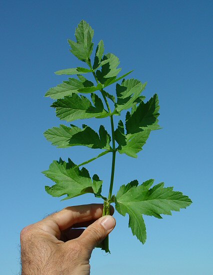 Pastinaca_sativa_leaf1.jpg