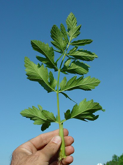 Pastinaca_sativa_leaf2.jpg