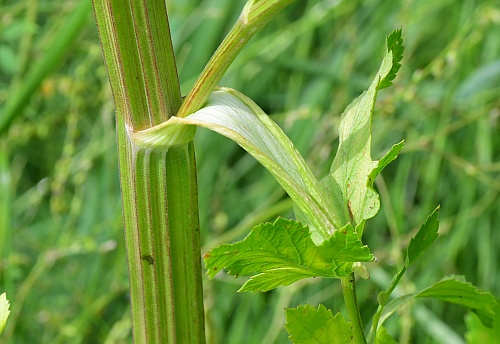 Pastinaca_sativa_sheath.jpg