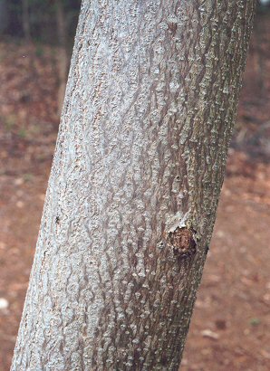 Paulownia_tomentosa_bark.jpg