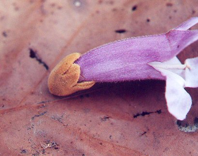 Paulownia_tomentosa_calyx.jpg