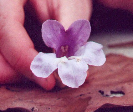 Paulownia_tomentosa_flower.jpg